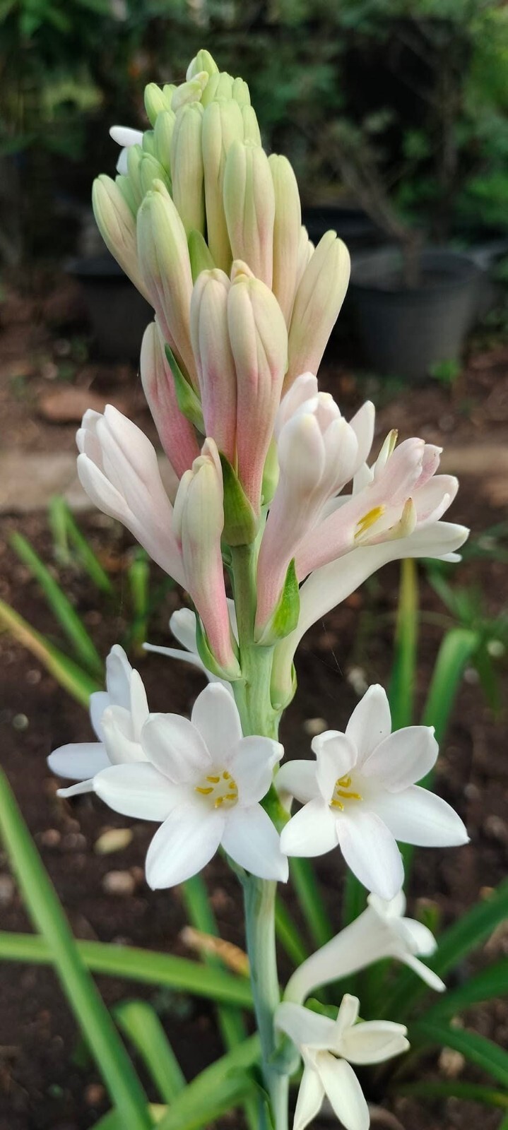 7 Single Mexican Tuberose Polianthes Lily SMALL BULBS~Fragrant~Heat Hardy