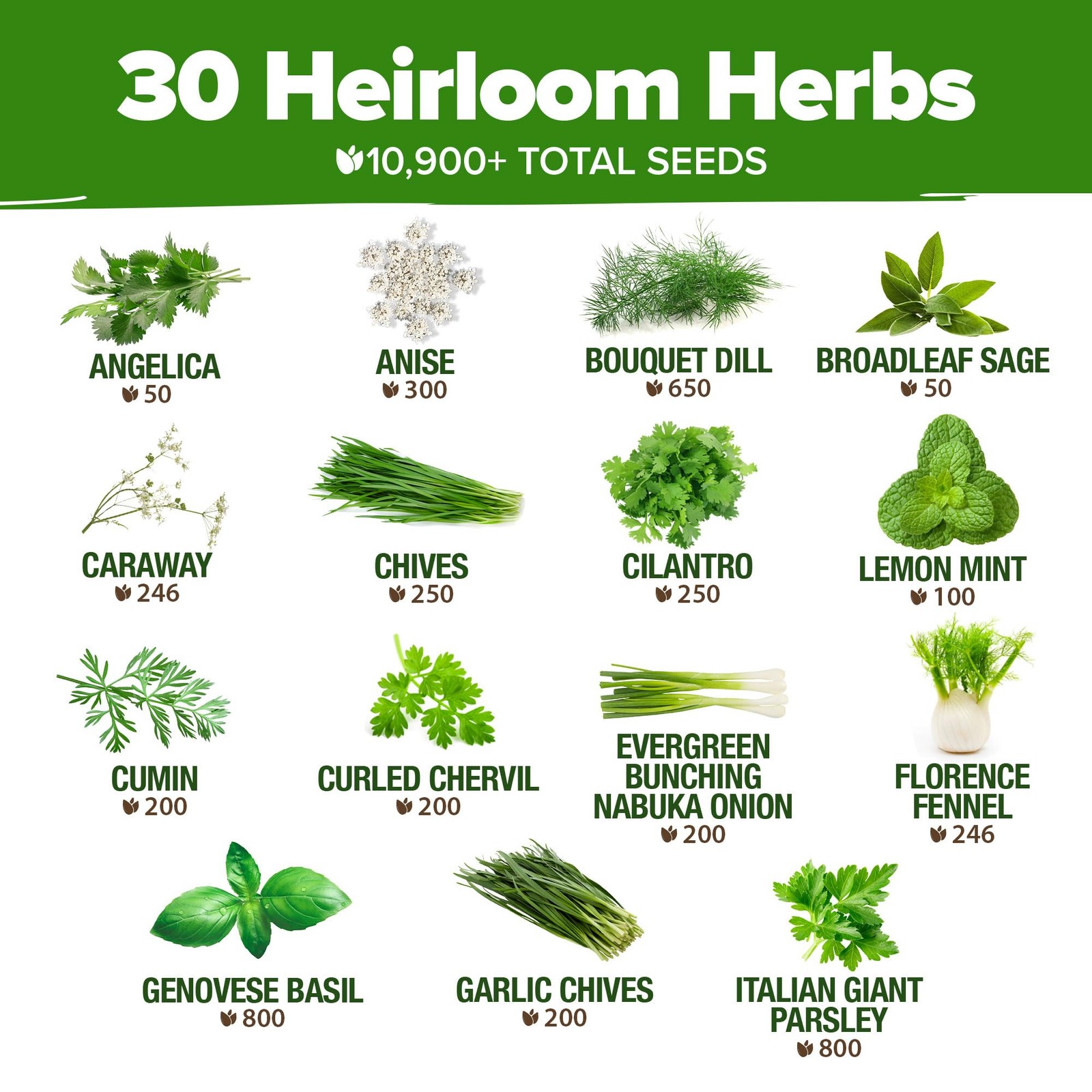 30 Herb Seeds Culinary Variety Pack 10900+ Heirloom Non GMO Indoor Outdoor Hydro