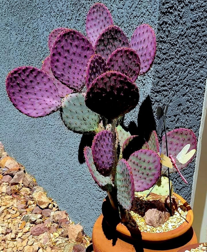 20 Purple Cactus Seeds (Opuntia Santa Rita) Prickly Pear Fruit Rare Fast Hardy-7