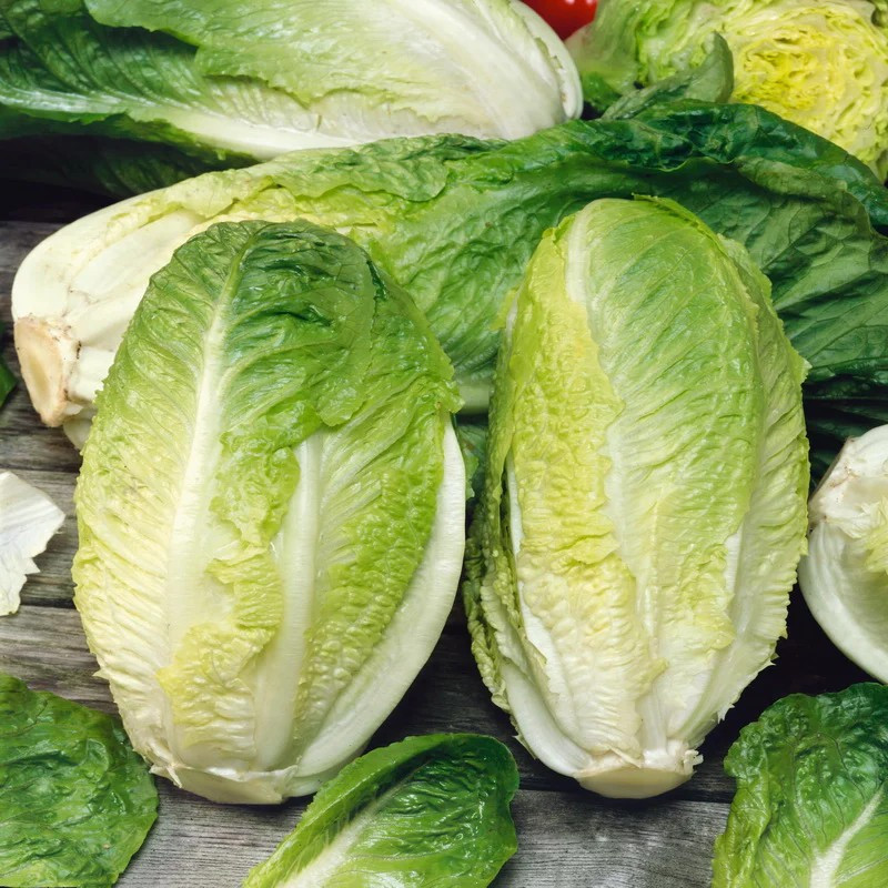500+ Giant Caesar Lettuce Seeds – Romaine ——- Heirloom — Organic — FRESH