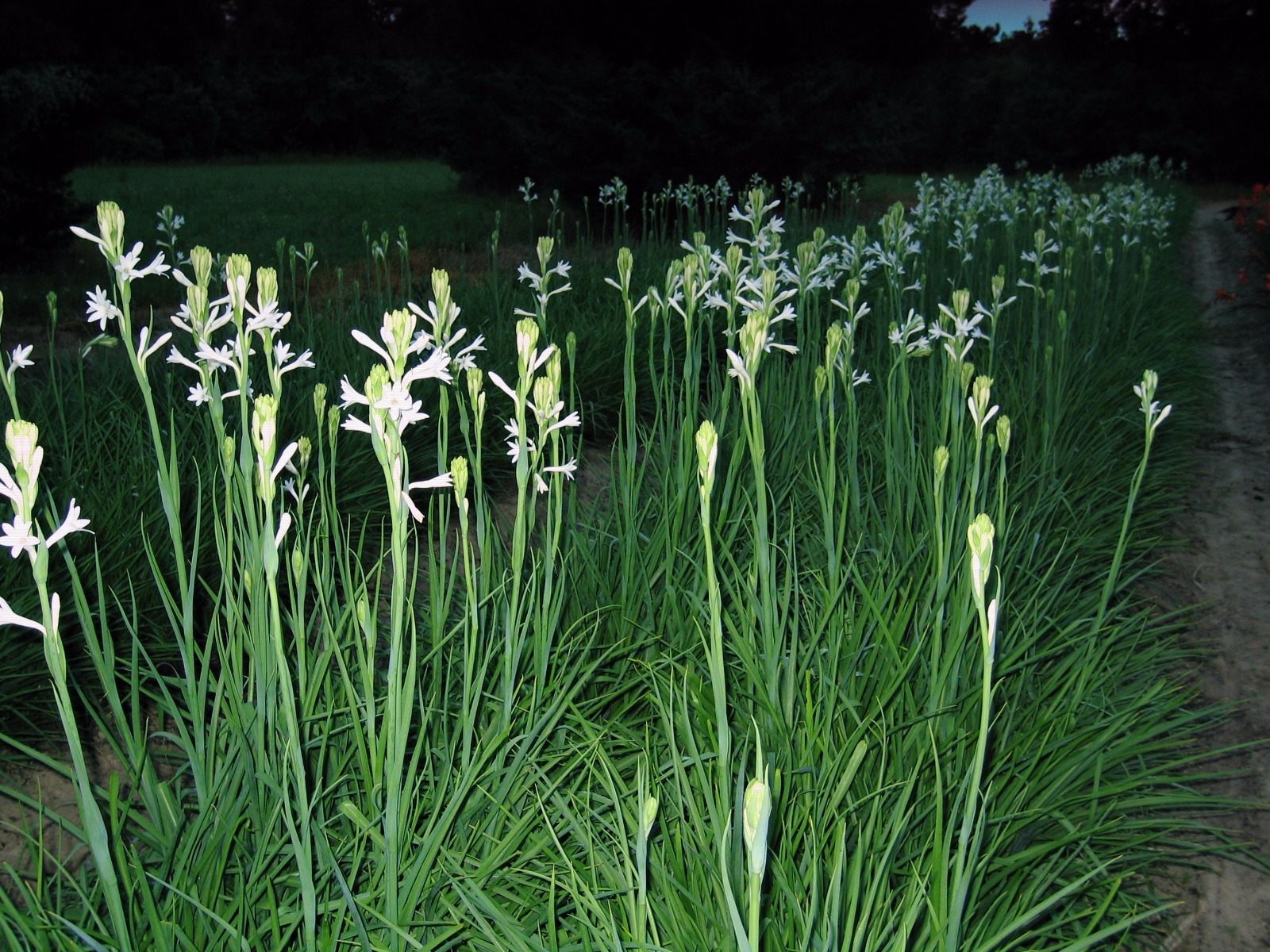 Tuberose large Bulbs single Mexican 3 bulbs FREGRANT – Polianthus