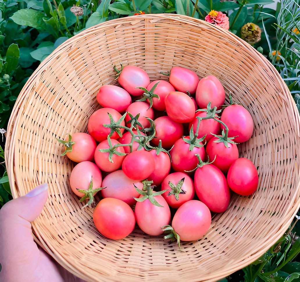 100 Heirloom Large Pink Cherry Tomato Seeds – Thai Pink Egg Sweet Indeterminate