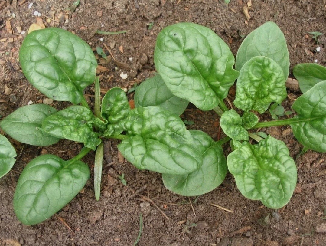 Fresh Spinach Seeds, Bloomsdale Longstanding Heirloom Non-GMO Free Shipping 🇺🇸