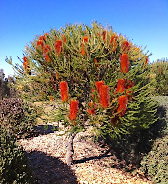 Lantern Banksia Tree Seeds “Fireworks” Exotic Flowering House Plant RARE