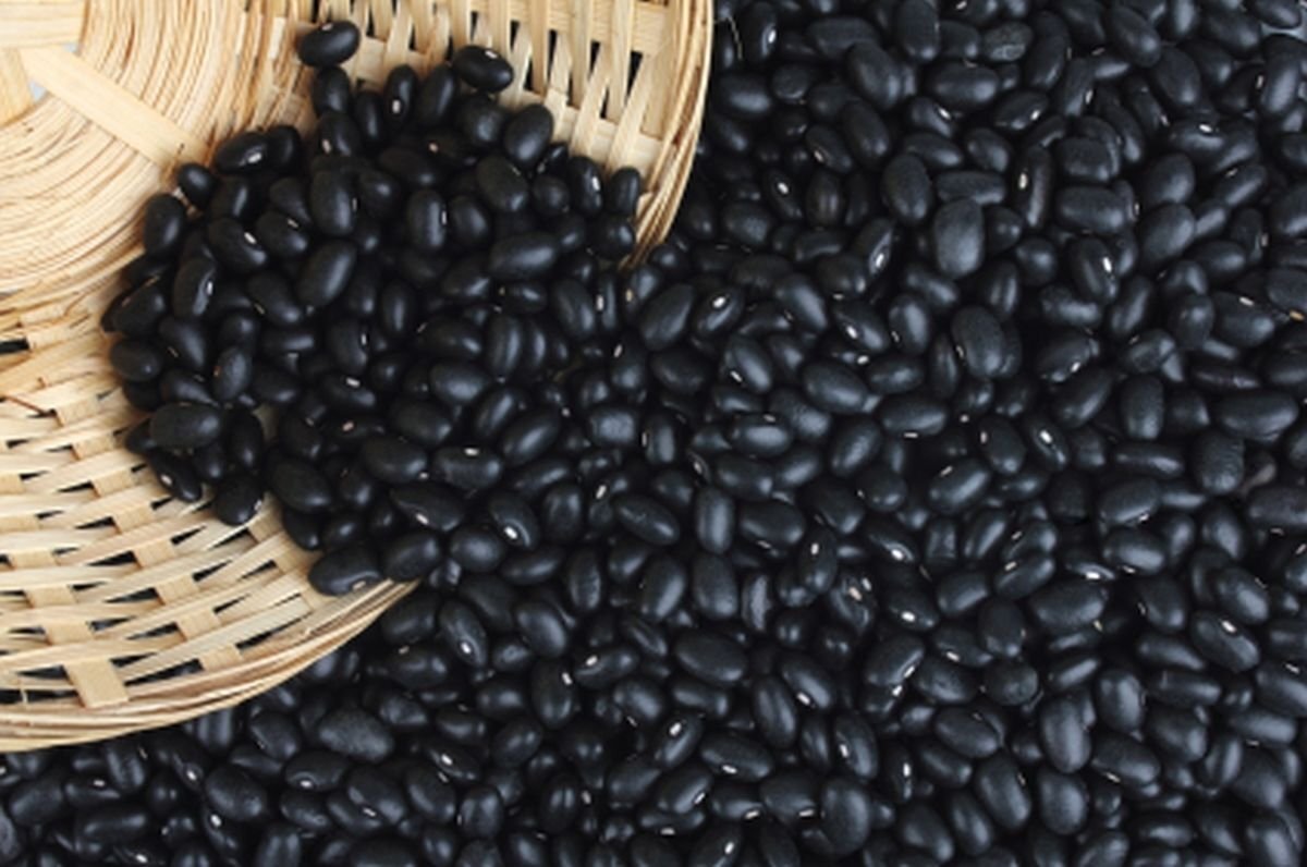 Black Turtle Heirloom Bush Bean – Hardy Plants Grow to 18-24″ -Very Tasteful
