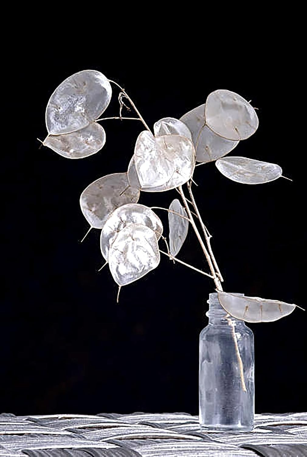 150 Seeds of Lunaria Money Plant – Attractive, Non-GMO & Pollinator Friendly