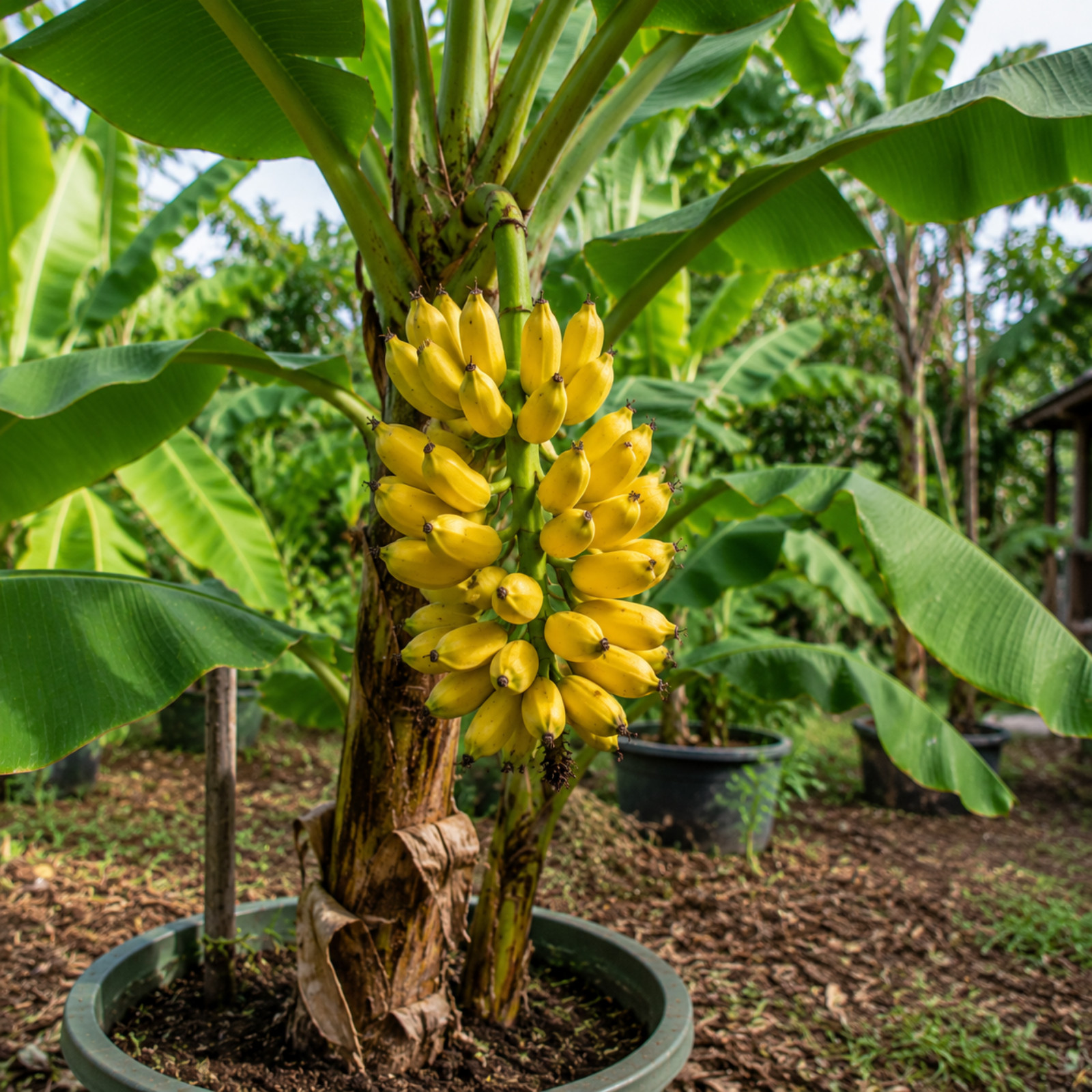 Truly Tiny Banana Live Plant 4-6 Inches Tall Rooted Dwarf Edible