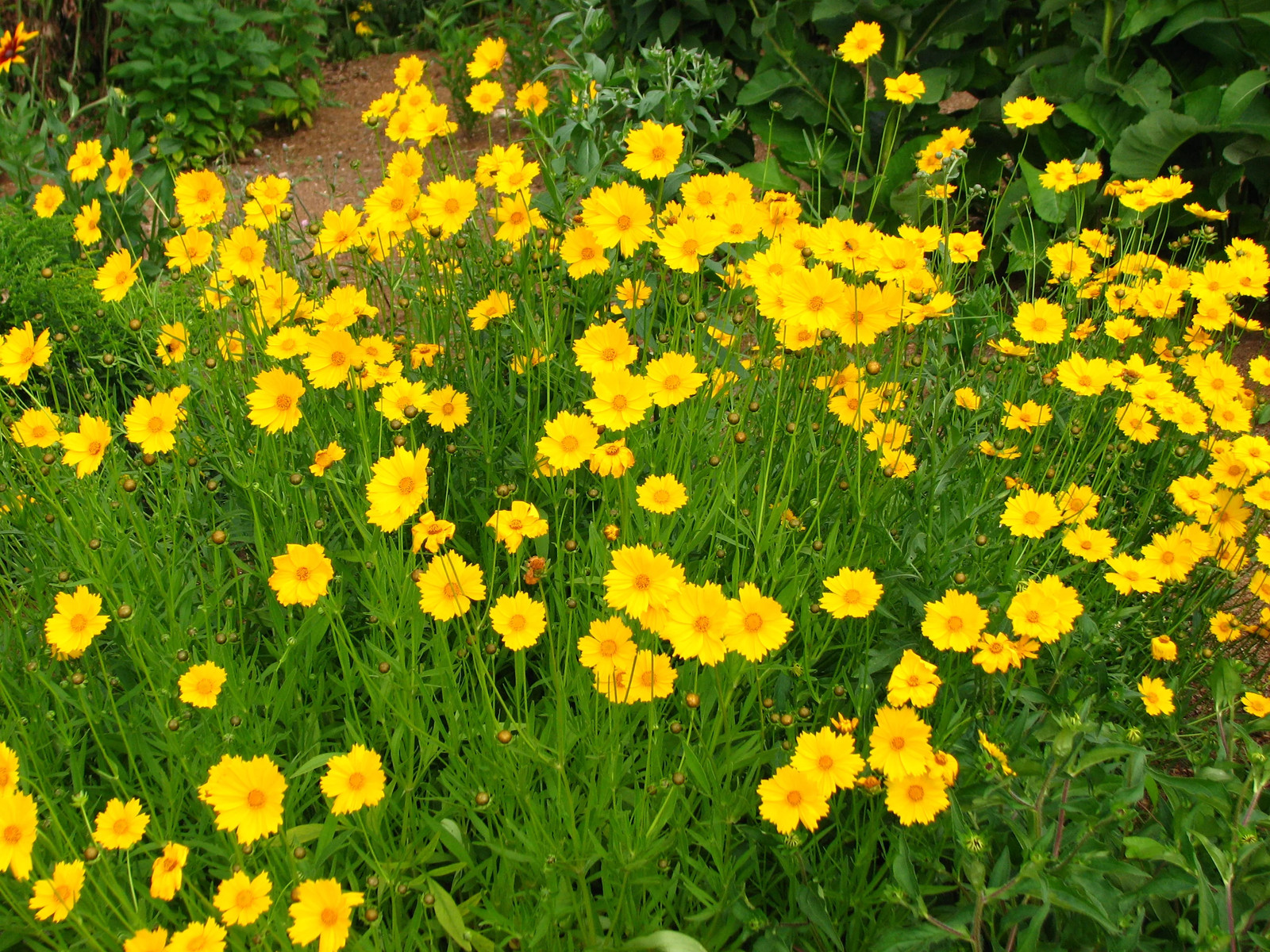 Lanceleaf Coreopsis Seeds | Yellow Tickseed May Perennial Wildflower Seed 2025