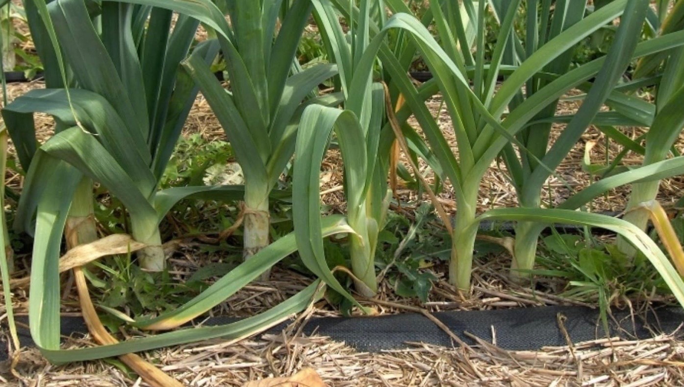 50 Autumn Giant Leek – Fresh Seeds – Perennial, Disease Resistant, Slow-bolting