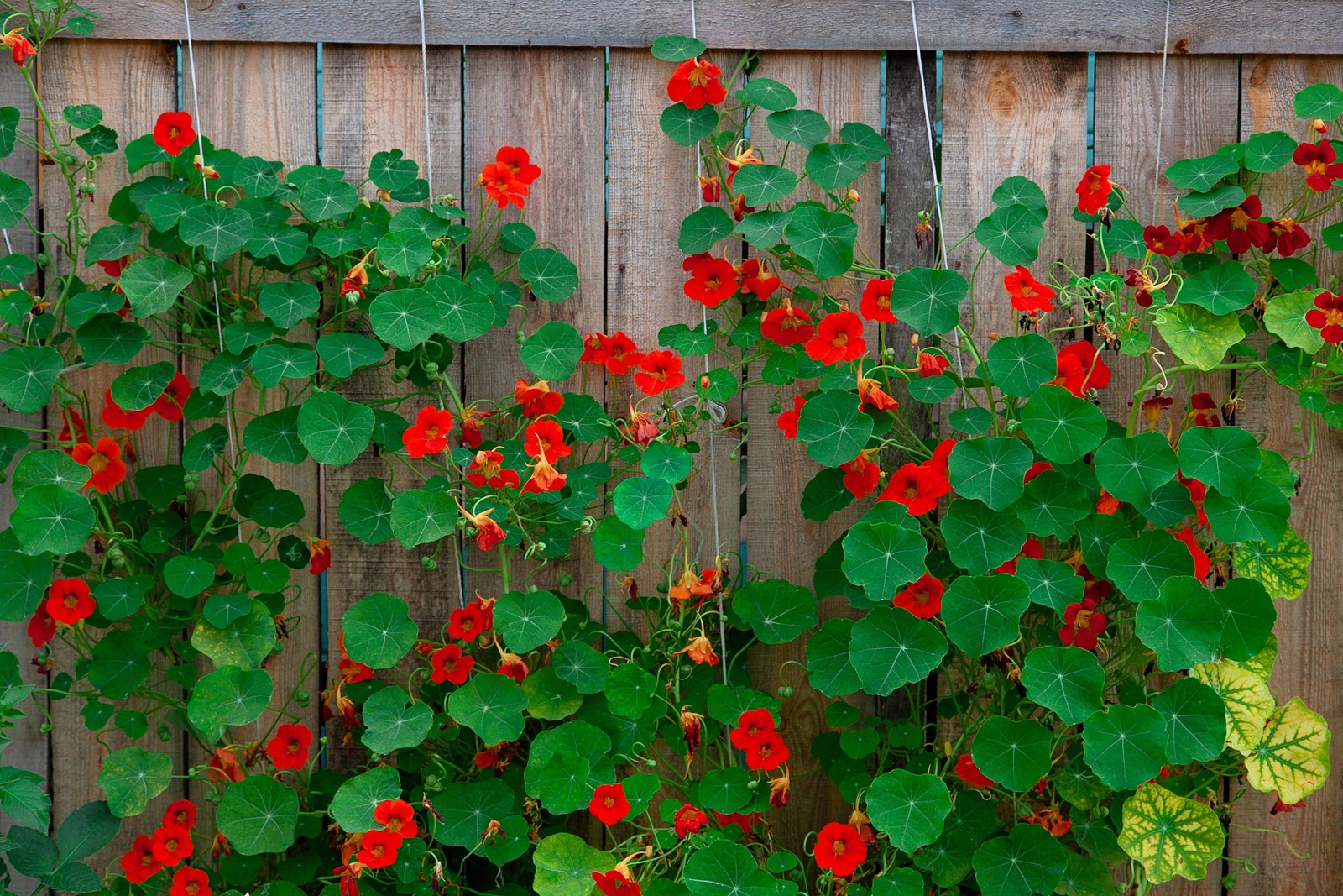 25 Dwarf RED EMPRESS NASTURTIUM Tropaeolum Nanum Hummingbird Flower Seeds