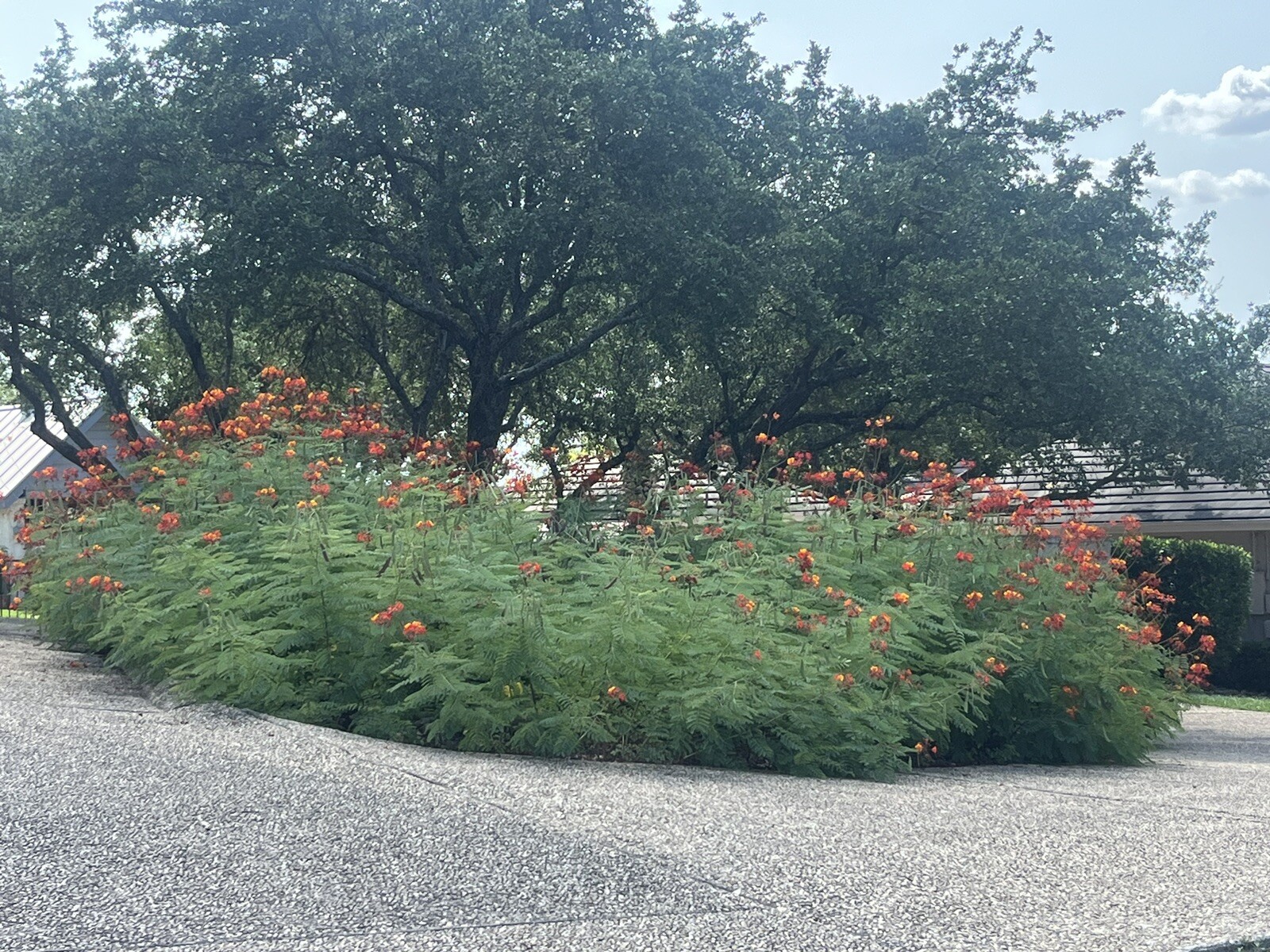 10 Pride of Barbados Seeds, Caesalpinia Pulcherrima, Red Bird of Paradise