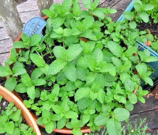 301+SPEARMINT Seeds Organic Herb Mint Tea Patio Container Vegetable Garden Easy