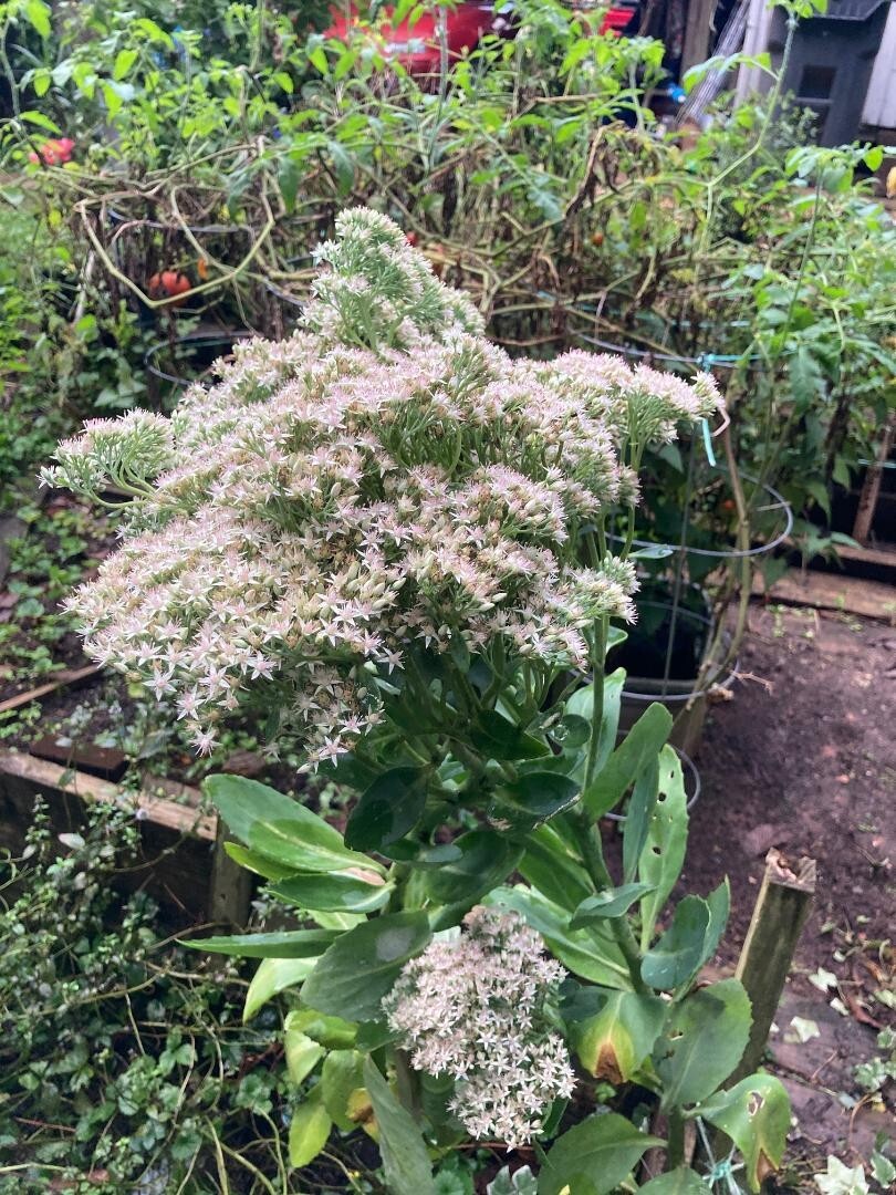 White Pink Crystal Sedum Stone Crop Perennial Flower 100 Seeds USA Seller