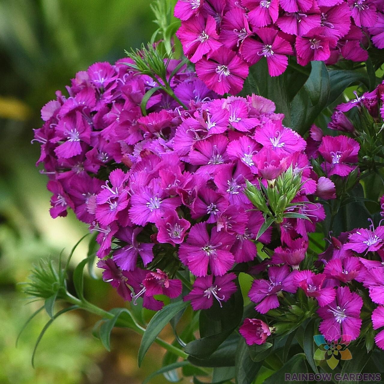 200+ Joly Purple Carnation Seeds for Garden Planting – USA – FREE SHIPPING!