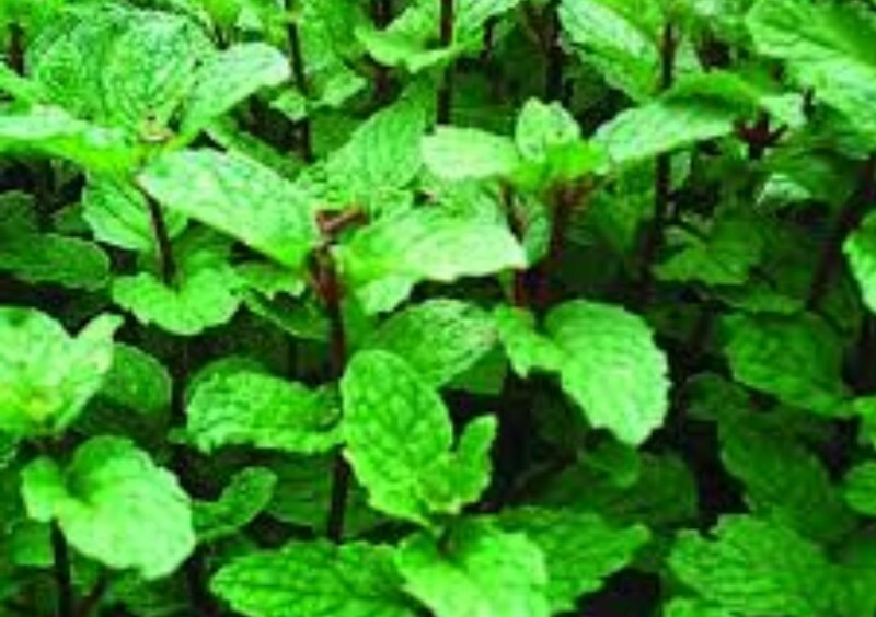 200 Mint mixture seeds mojito , lemon ,spearmint, peppermint Korean mint