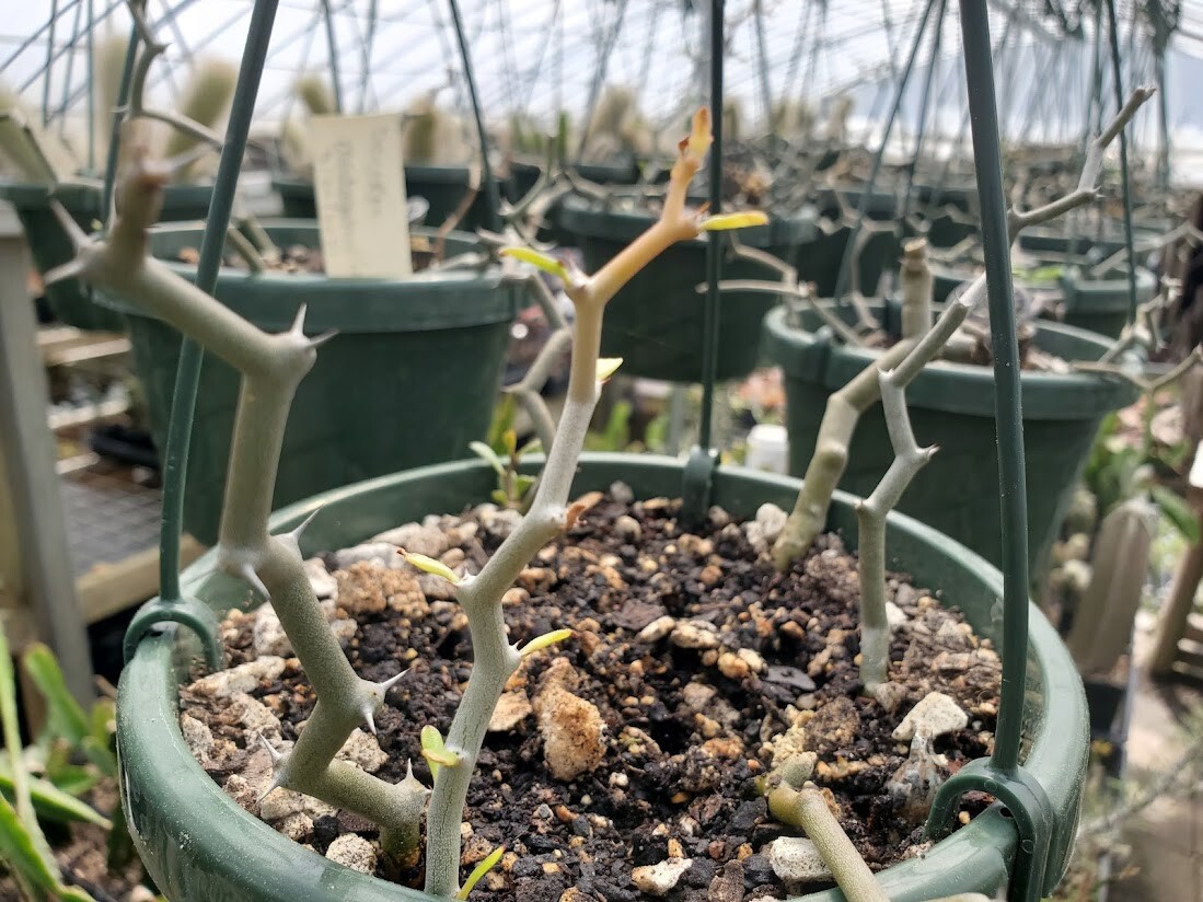 Decarya madagascariensis – Zig Zag Plant – Madagascar – 1 Rooted Branching