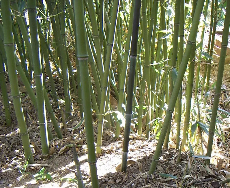 500 Bissetii Bamboo Seeds | Privacy Climbing Garden Seeds | Fast Growing Screen