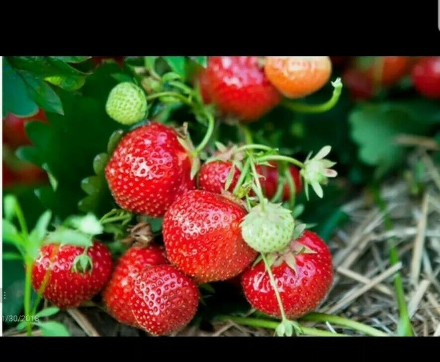 12 Seascape Everbearing Strawberry Plants-Super Sweet(Pack of 12 Bare Root Z:4-9