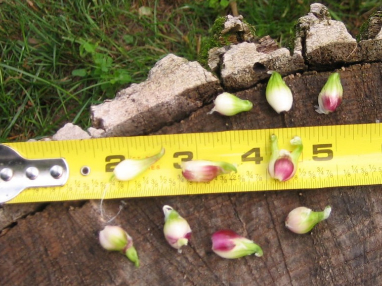 10 Kitchen Nippers Egyptian Onions Catawissa Winter Walking Topset Spring Sets