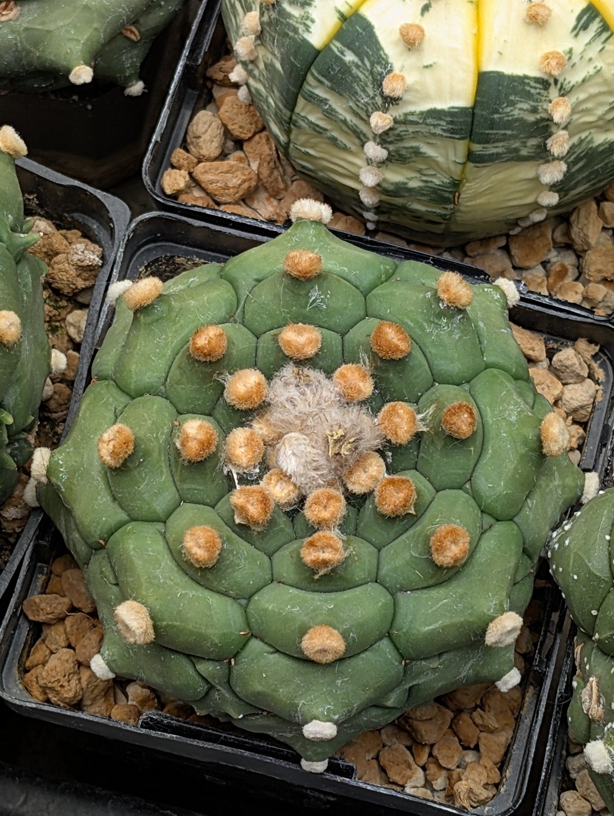 Astrophytum asterias “Mixed Cultivar” 100 Seeds
