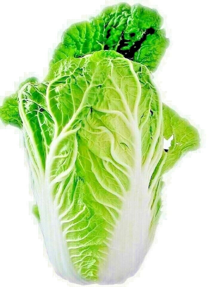 500+ CHINESE CABBAGE SEEDS AUTUMN MICROGREENS GARDEN VEGETABLE SALADS HEIRLOOM