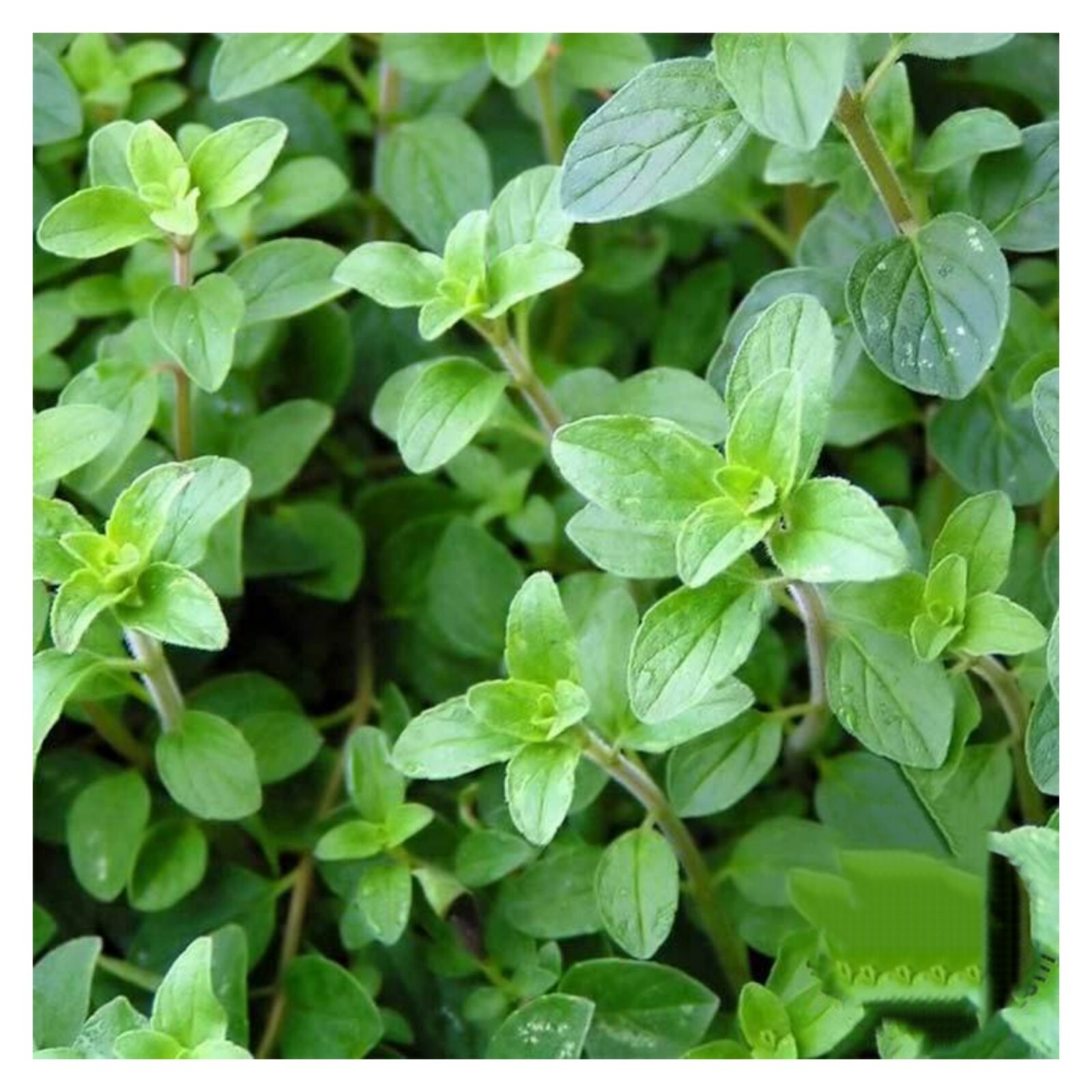 1000+ Common Italian Oregano Seeds | NON-GMO | Heirloom | Fresh Garden Seeds