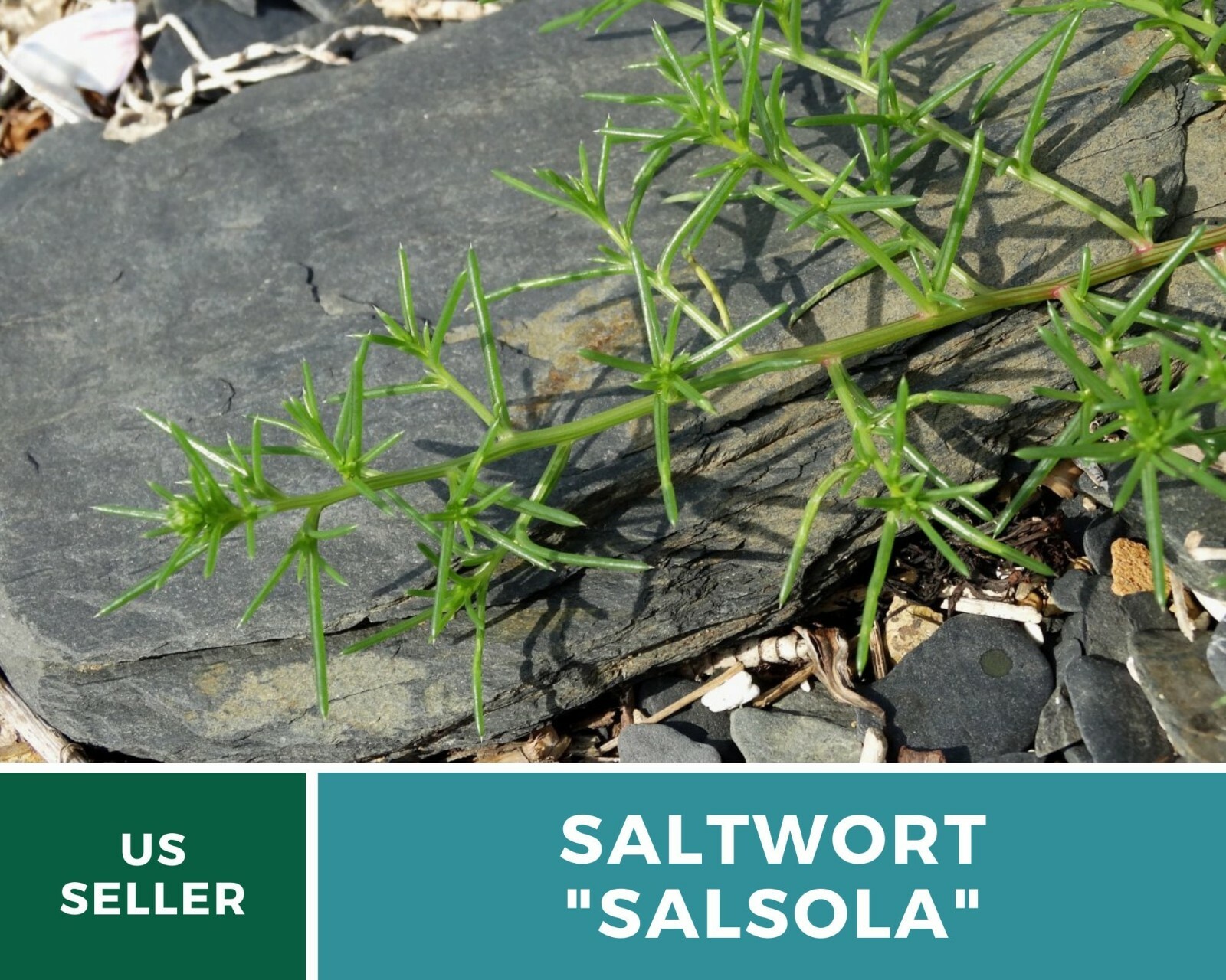 Saltwort – Salsola – 50 Seeds – Culinary/Medicinal Herb – Japanese Land Seaweed