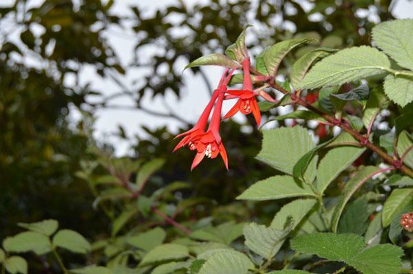 Fuchsia Fanfare | Fanfare Fuchsia | 50 Seeds