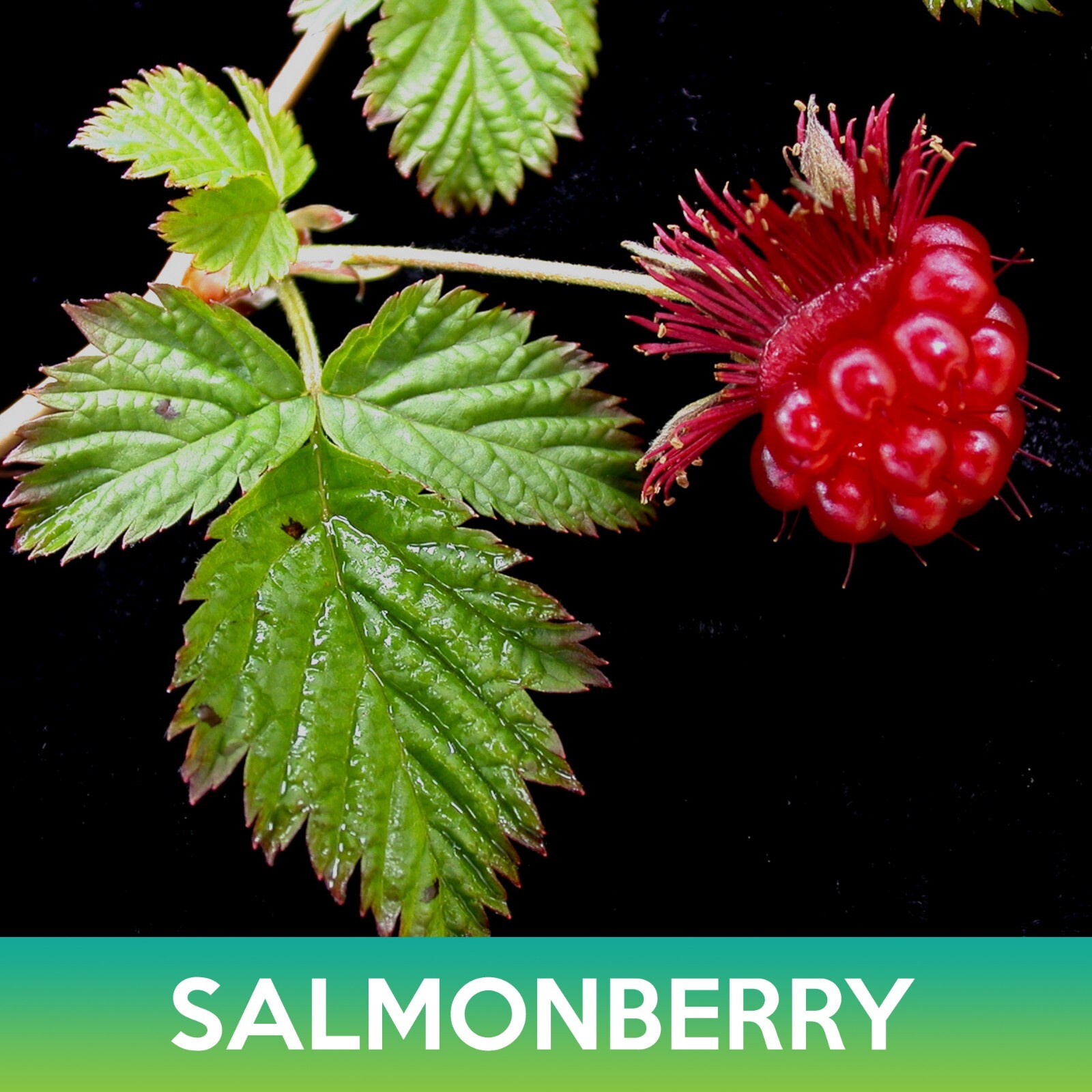 Salmonberry Seeds, Rubus spectabilis