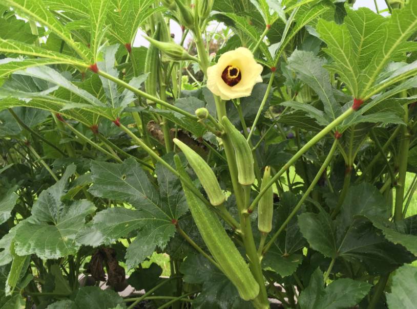 30 Count Clemson Spineless Okra Seeds NON-GMO / Heirloom