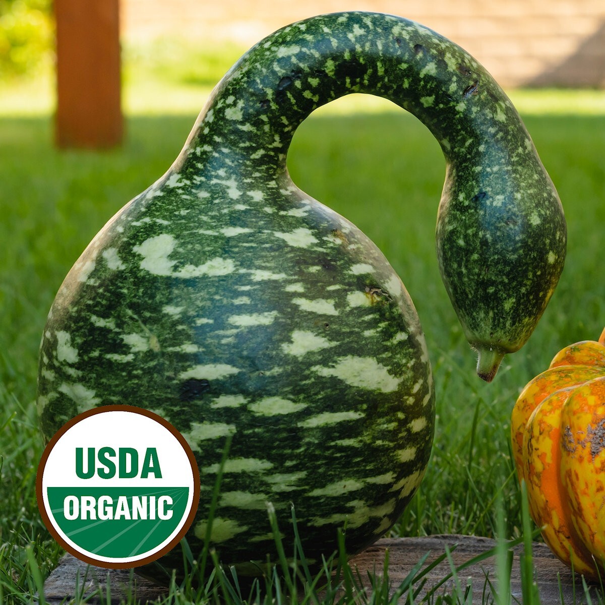 12 Organic Speckled Swan Gourd Seeds – Everwilde Farms Mylar Seed Packet