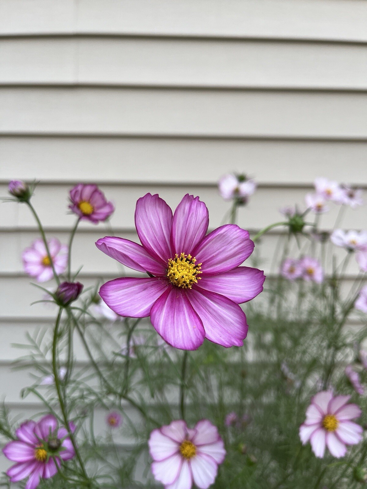 Cosmos