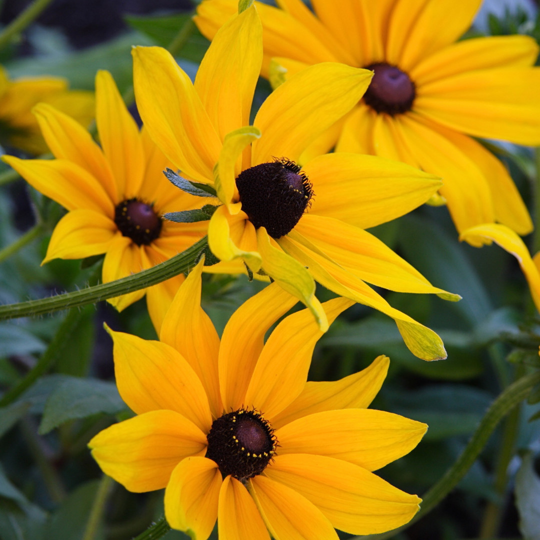 Fresh Premium Elegant Black Eyed Susan Seeds | Heirloom Non-GMO | Flower Seeds