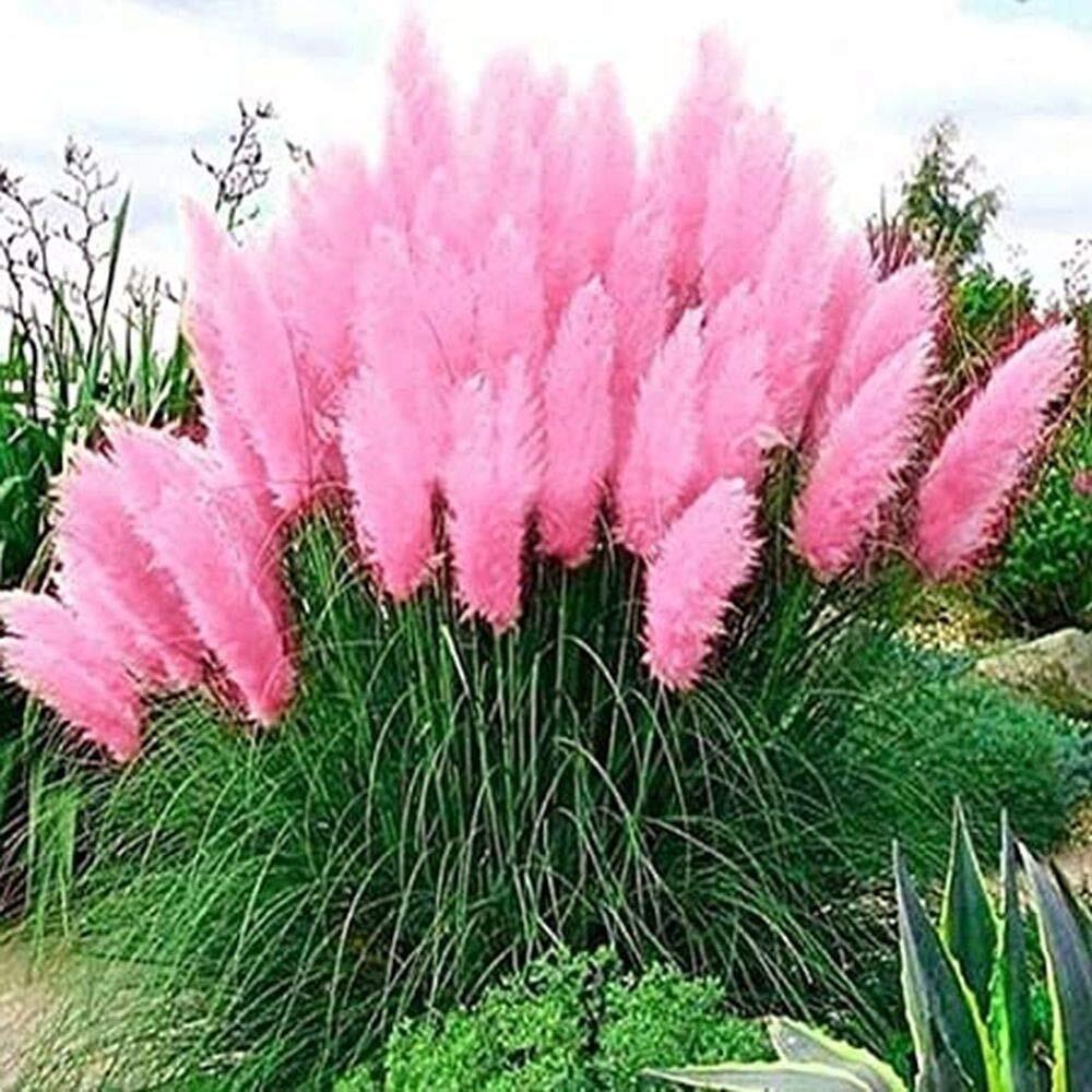 Pink Pampas Grass Seeds – 100 Seeds – Ornamental Grass for Landscaping or Decora