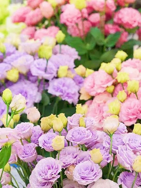 Mixed Lisianthus Seeds for Planting – 999+ Perennial Non-GMO Heirloom Seeds, …