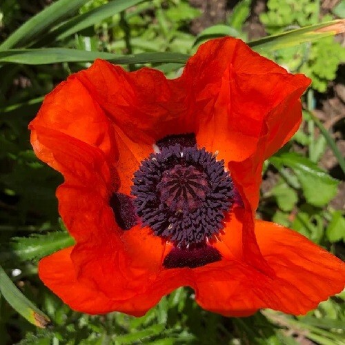 2,500 Prince of Orange Perennial Orientale Poppy Seeds For Planting. Huge Blooms