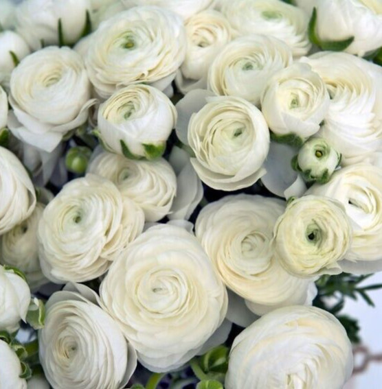 25 White Ranunculus Bulbs Peony Rose look Cut Flowers Buttercup Florist Wedding