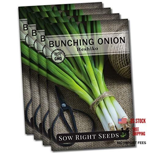 – Heshiko Japanese Bunching Green Onion Seeds for Planting – Non-GMO 4