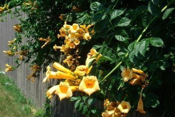 Campsis radicans Flava | Trumpet Vine | Hummingbird Vine | 50 Seeds