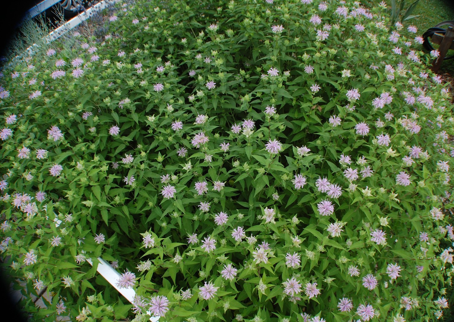 Wild Pink Bee Balm Seeds/Monarda fistulosa/1 gram +/Native US Plant/Medicinal/