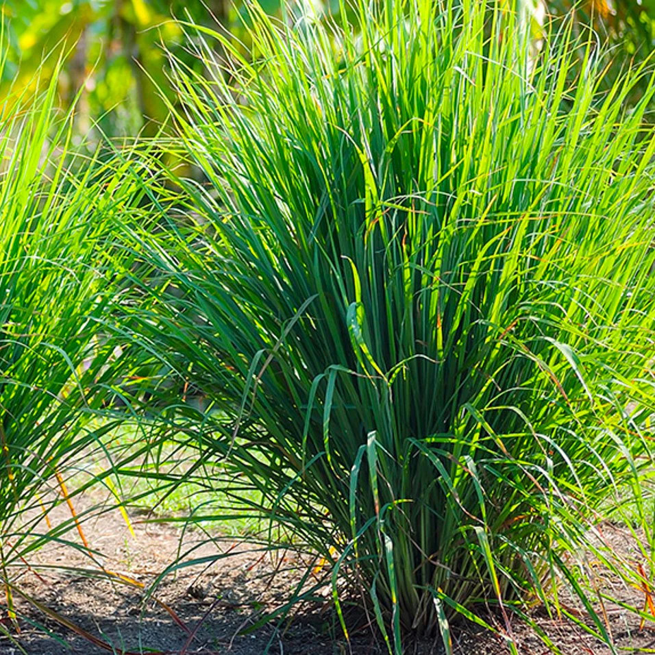 West Indian Lemongrass Seeds | Citronella Lemon Grass Mosquito Repellent 2025