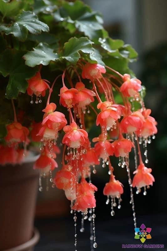 25+ Red Weeping Begonia Seeds for Garden Planting – USA – FREE SHIPPING!