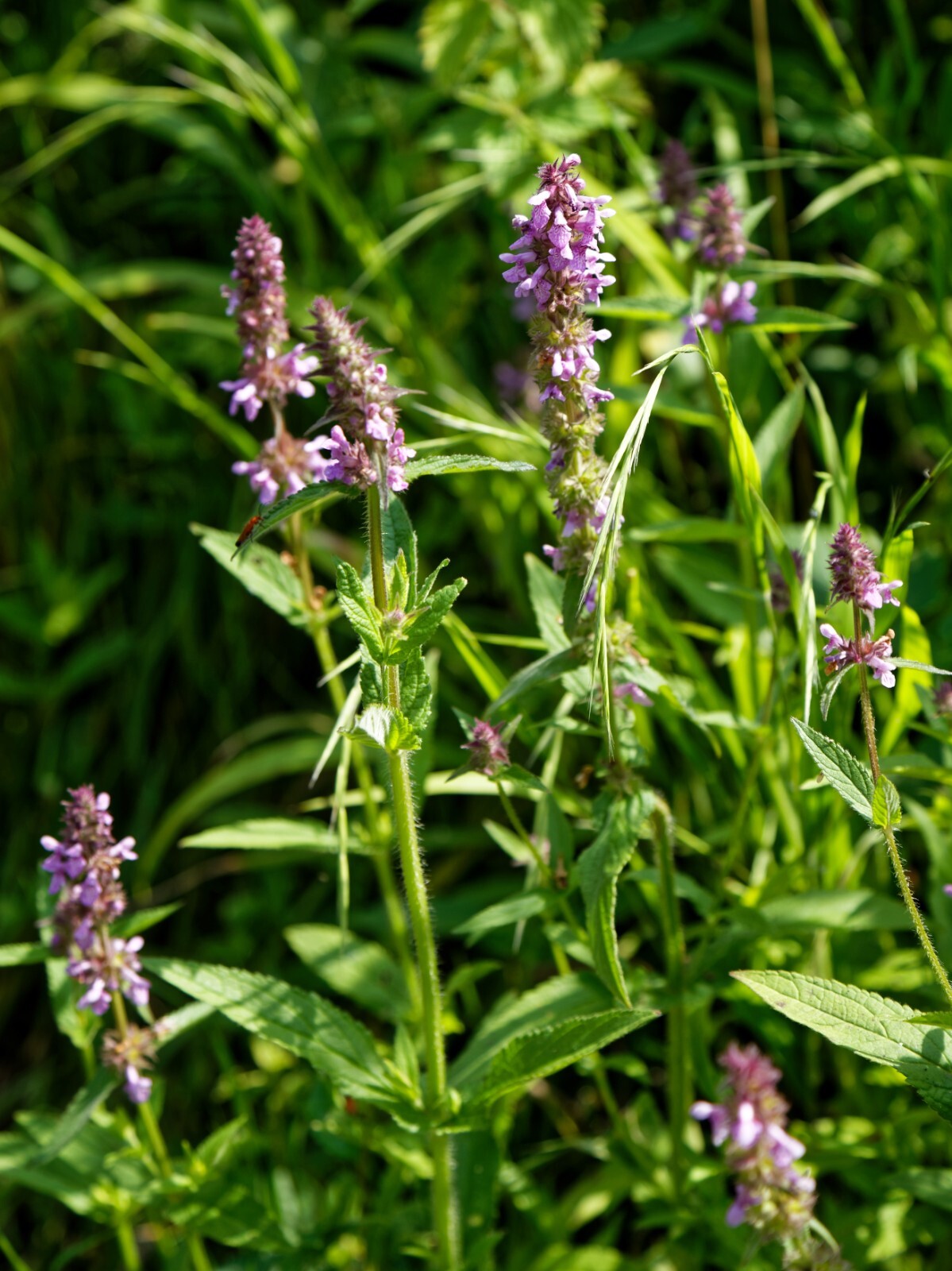 Betony Seeds – Stachys officinalis Seeds – Multiple Quantities