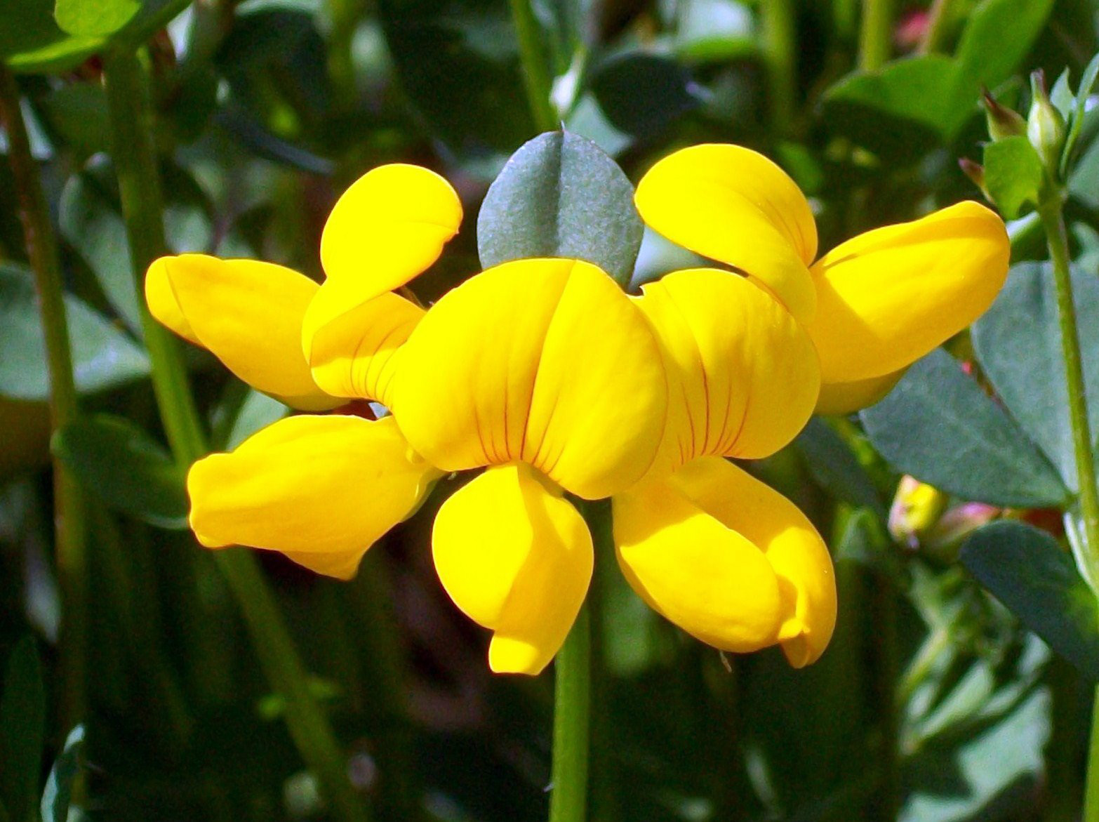 bird’s foot trefoil PERENNIAL yellow flower 2500 seeds GroCo BUY 10 – SHIPS FREE
