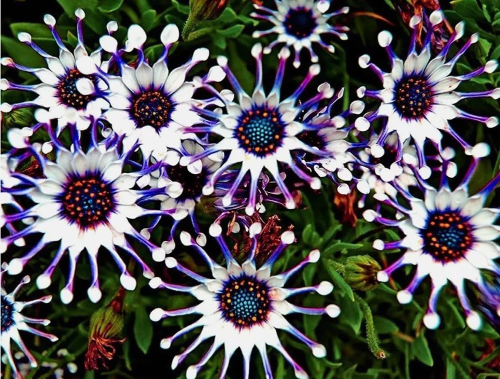 100PCS Mix Osteospermum Seeds Spider Daisy Flower Seeds