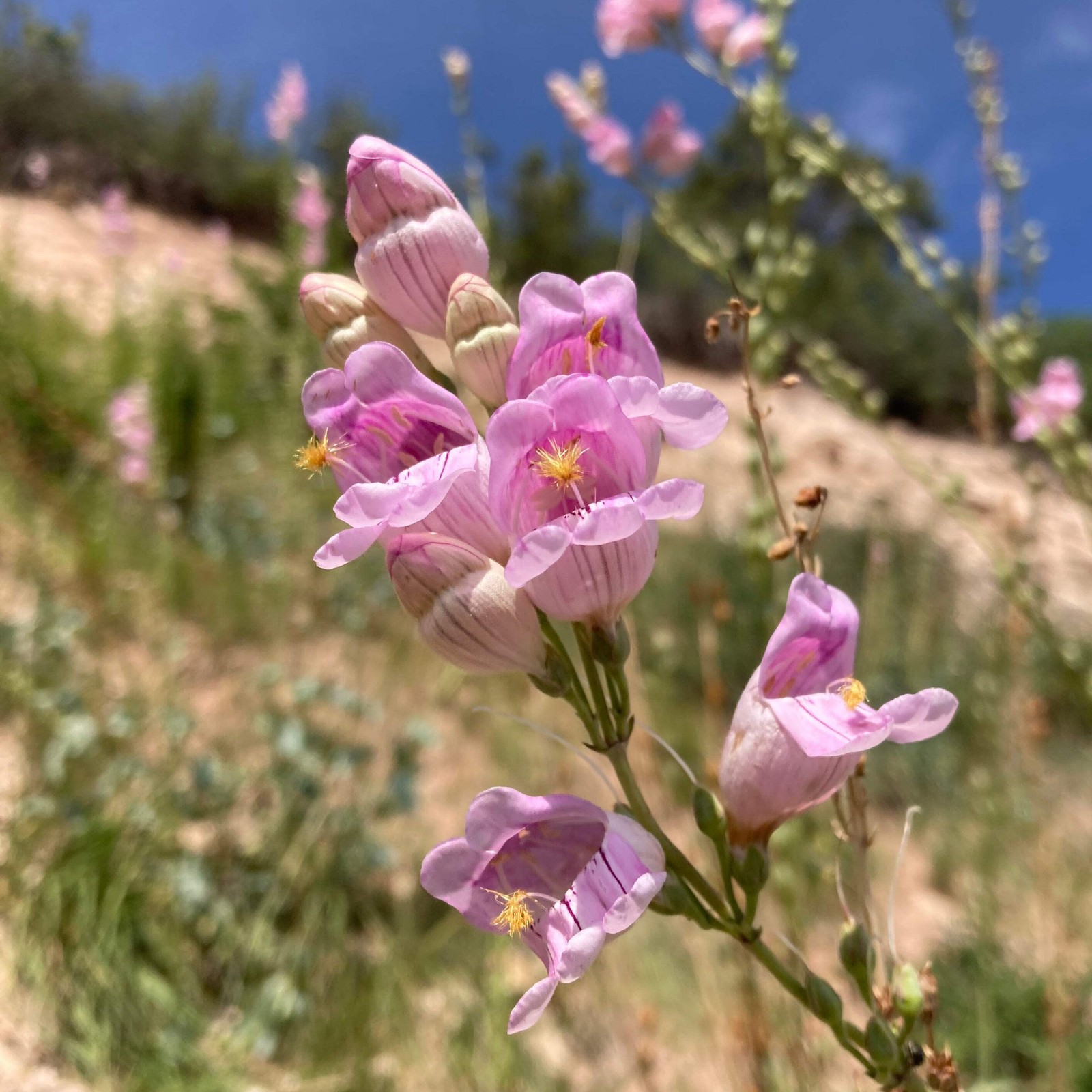 Palmer’s Scented Penstemon Seeds, Beardtongue (Penstemon palmeri) ~Wildflower
