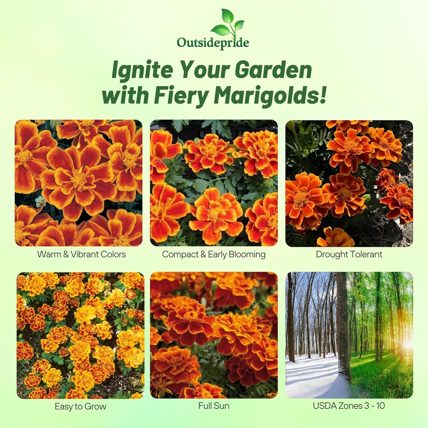 500 Seeds French Marigold Tagetes Patula Durango Flame Flower Seeds