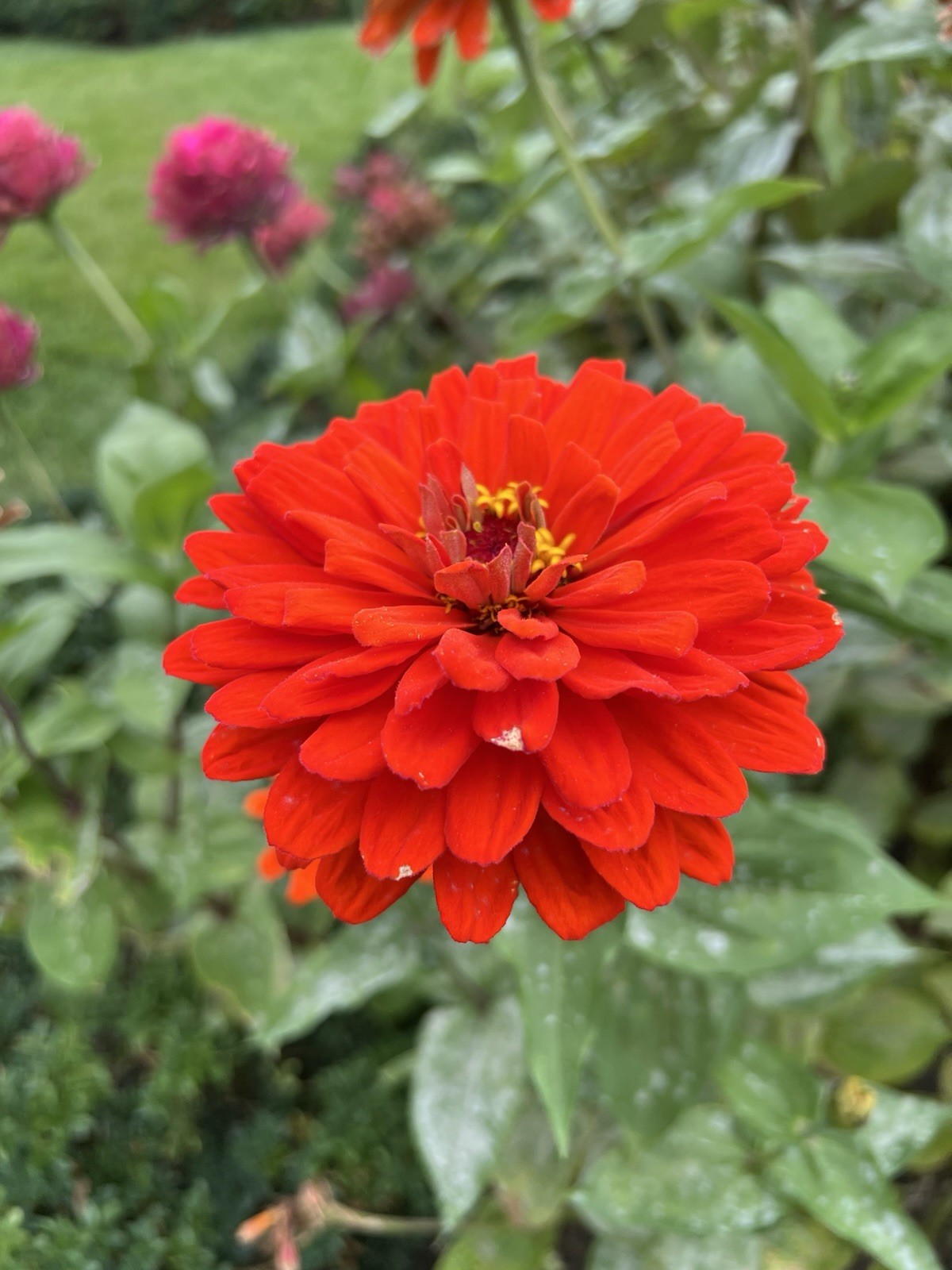 Zinnia Flower Seeds Multiple Colors Sizes Variety Fushia Lime Green Pink White
