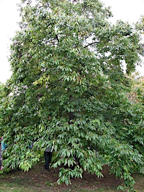 10 DATE PLUM FRUIT TREE SEEDS (Diospyros Lotus) “MEDITERRANEAN PERSIMMON” PLANT