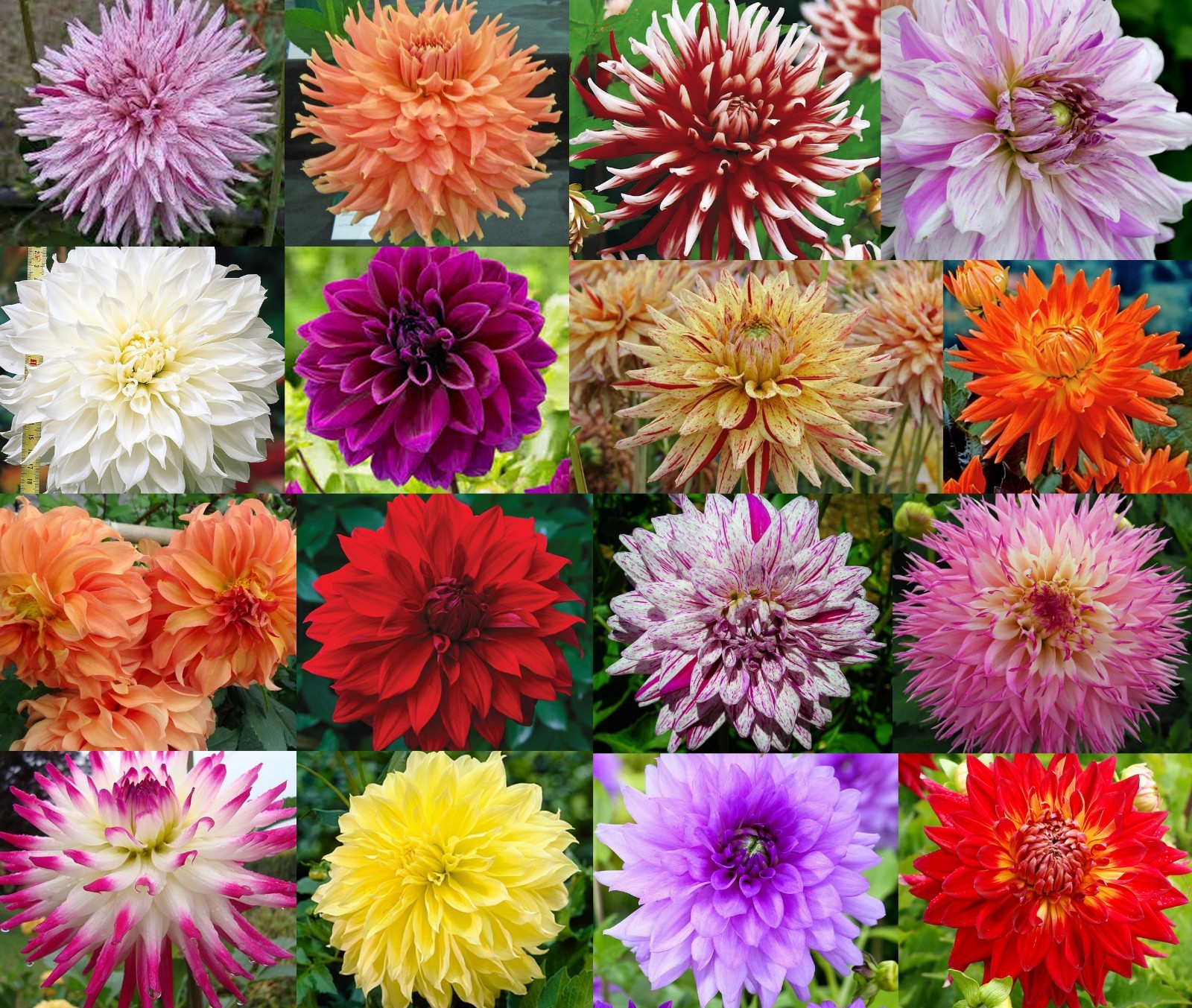 Lot of 3 Dahlia Tubers/Bulbs~MIXED colors~BEAUTIFUL flowers~All Diff~FREE SHIP